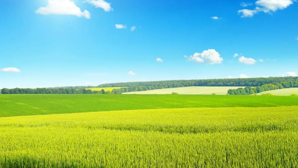 Rulleende grønt landbruksland med fjern skog under blå himmel.