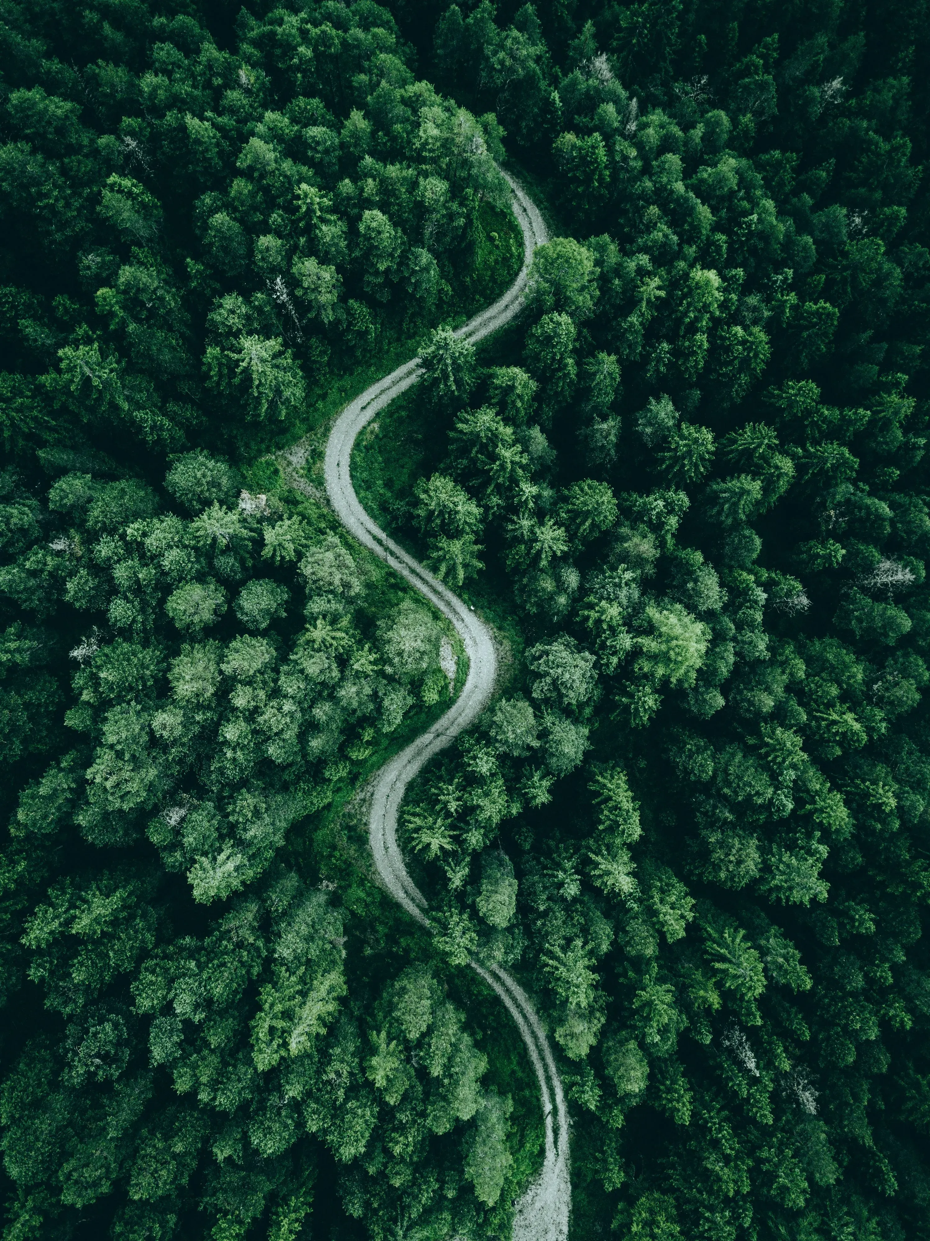 Winding road cutting through dense green forest, aerial view.