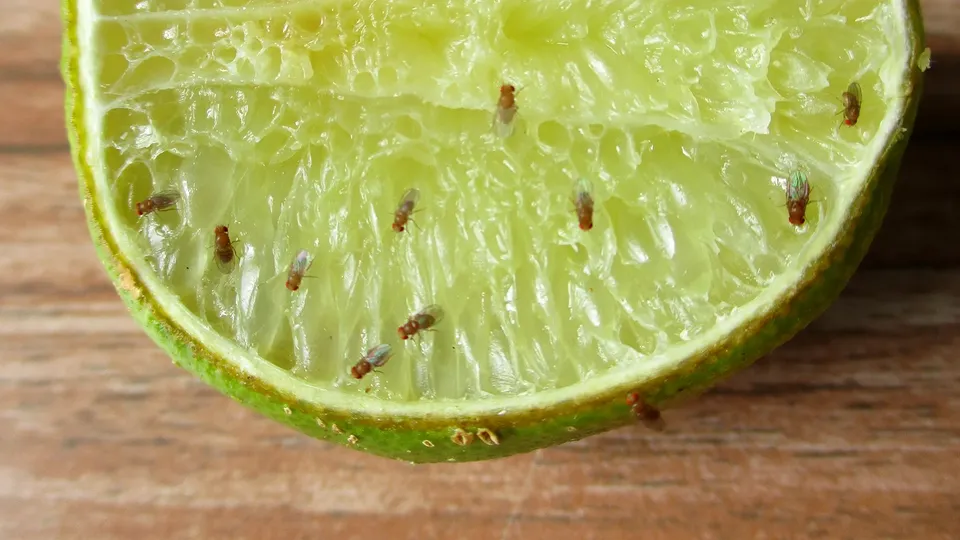 Limeskive dekket med små insekter på treflate.