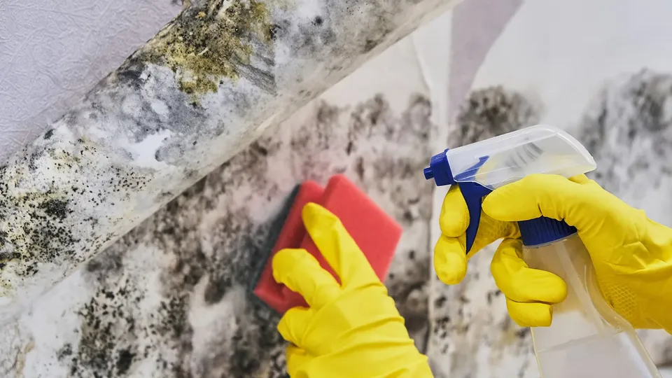 Person i gula handskar sprayer rengöringslösning på möglig yta.