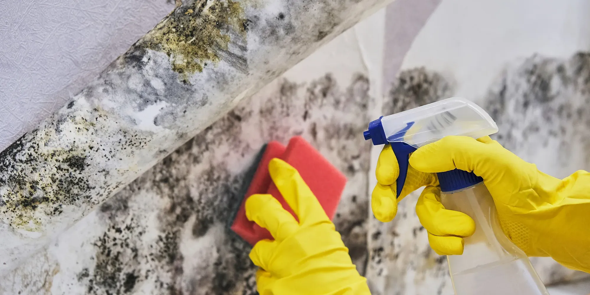 Person i gula handskar sprayer rengöringslösning på möglig yta.