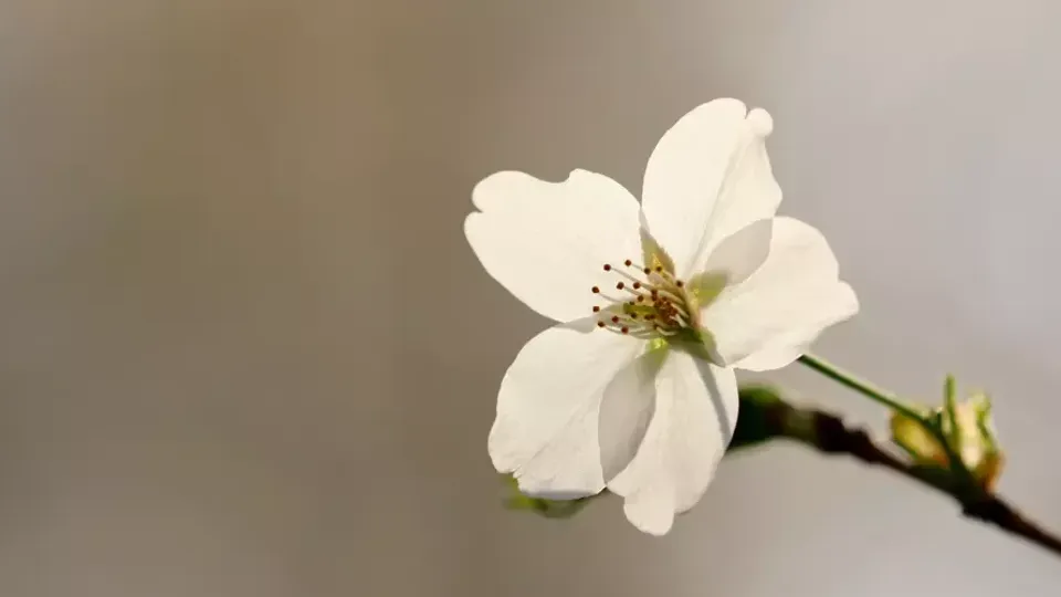 Vit blomma med fem kronblad och gula ståndare på en kvist.