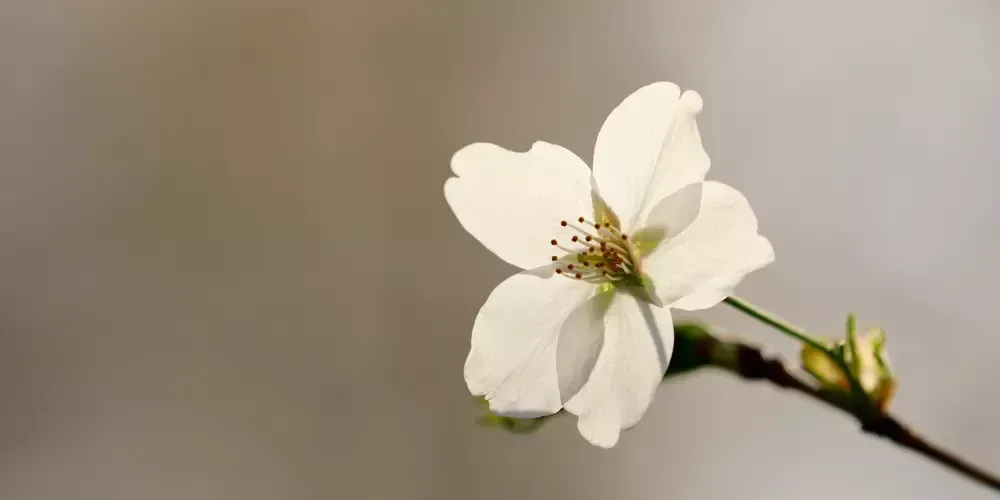 Vit blomma med fem kronblad och gula ståndare på en kvist.