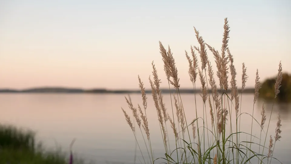 Högt gräs som svajar vid en lugn sjö vid skymningen.