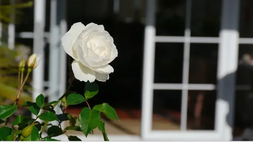 Vit ros blommar på grön stam.