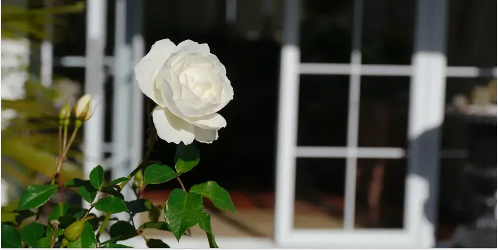 Vit ros blommar på grön stam.