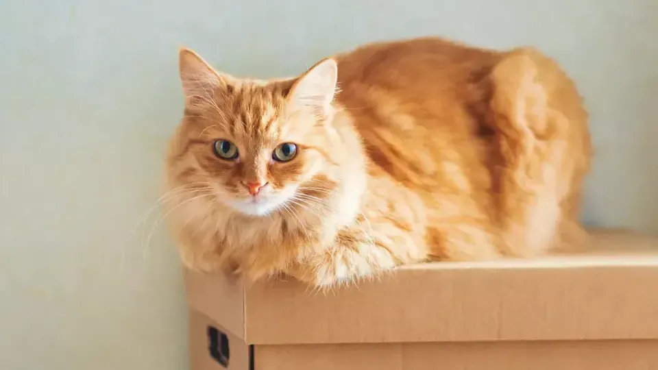 Orange tabby-katt sitter i flyttlåda.