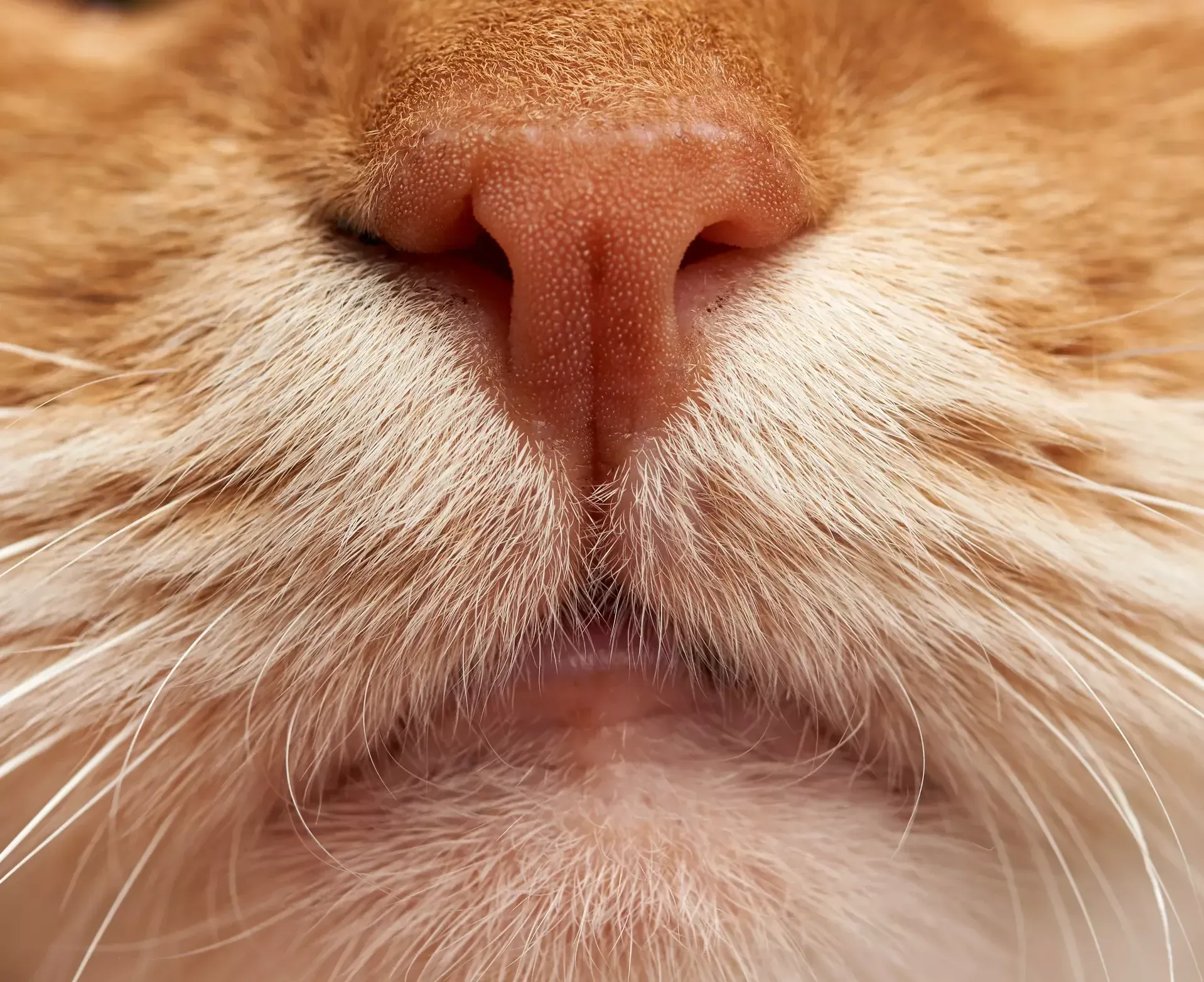 Närbild på kattens nos och morrhår.