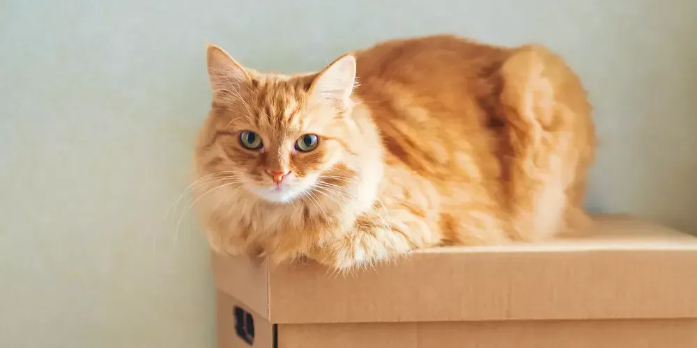 Orange tabby-katt sitter i flyttlåda.