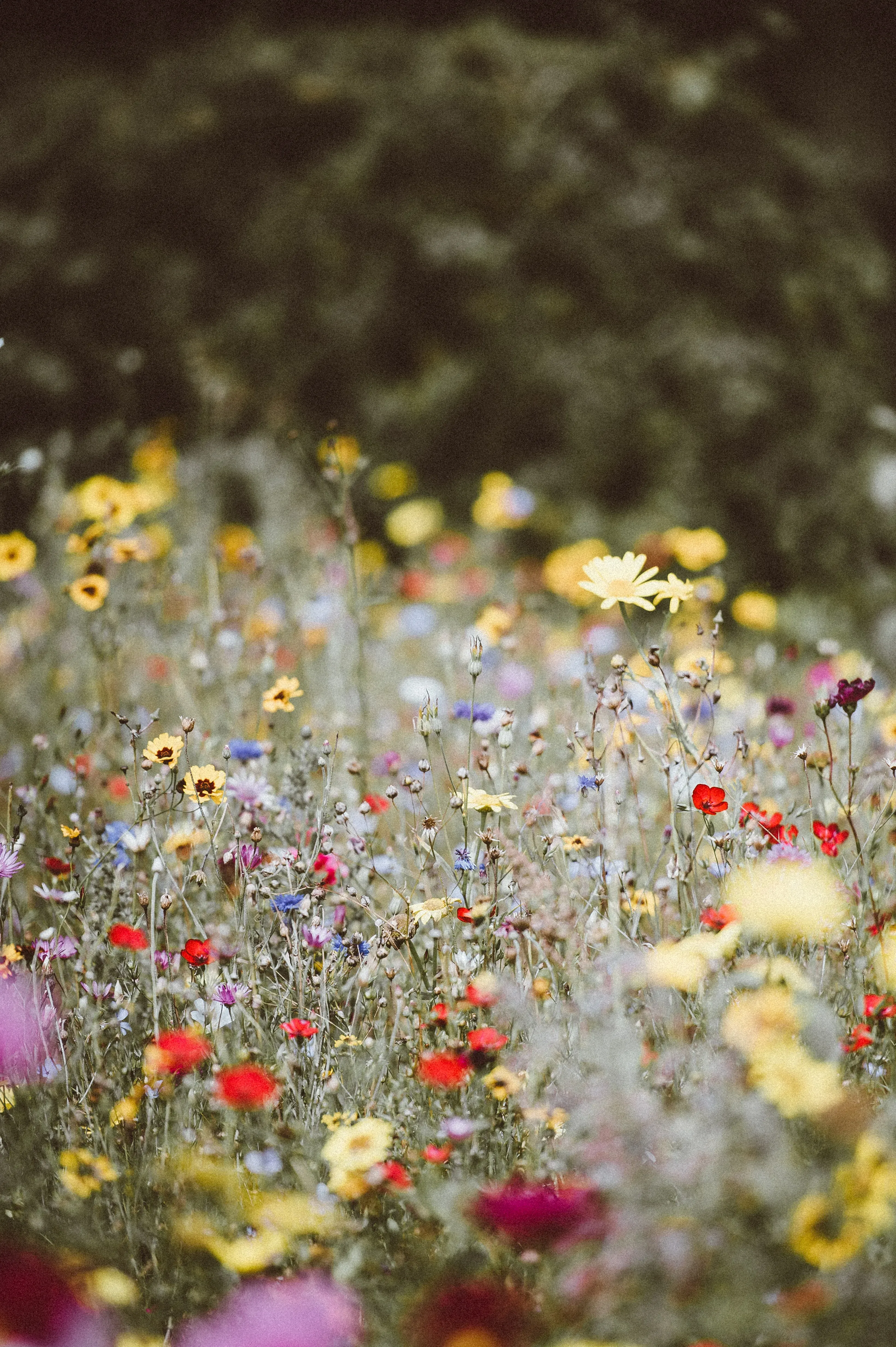 Fargerik villblomsteng med røde, gule og blå blomster.