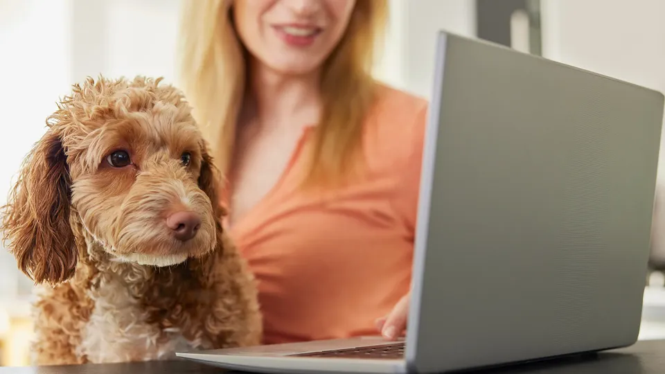 Brun hund sidder ved siden af kvinde, der arbejder på bærbar computer.