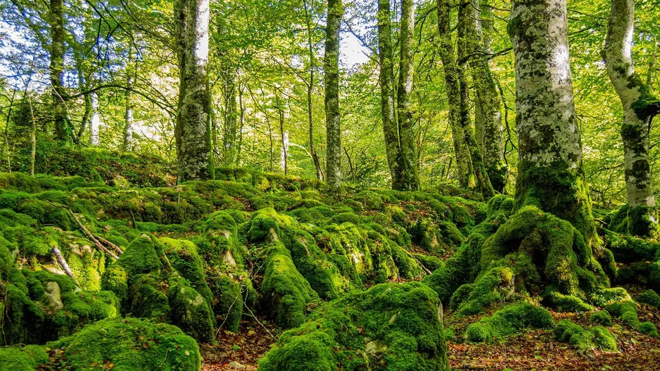 Suelo de bosque cubierto de musgo verde con árboles altos y luz solar filtrada.