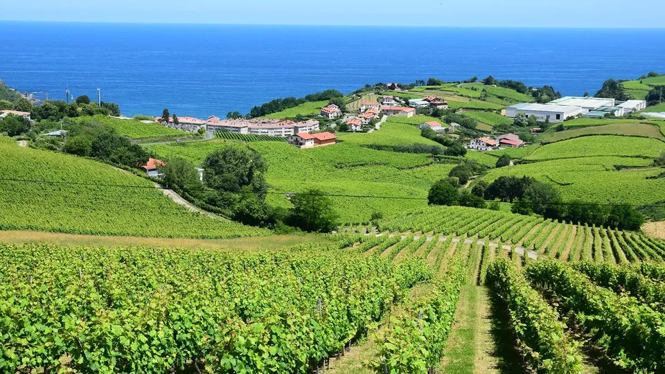 Filas de viñedos con vistas a pueblo costero y océano azul.