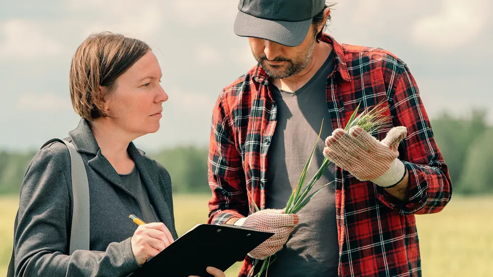 Landmand og agronom undersøger afgrødeplanter på mark.