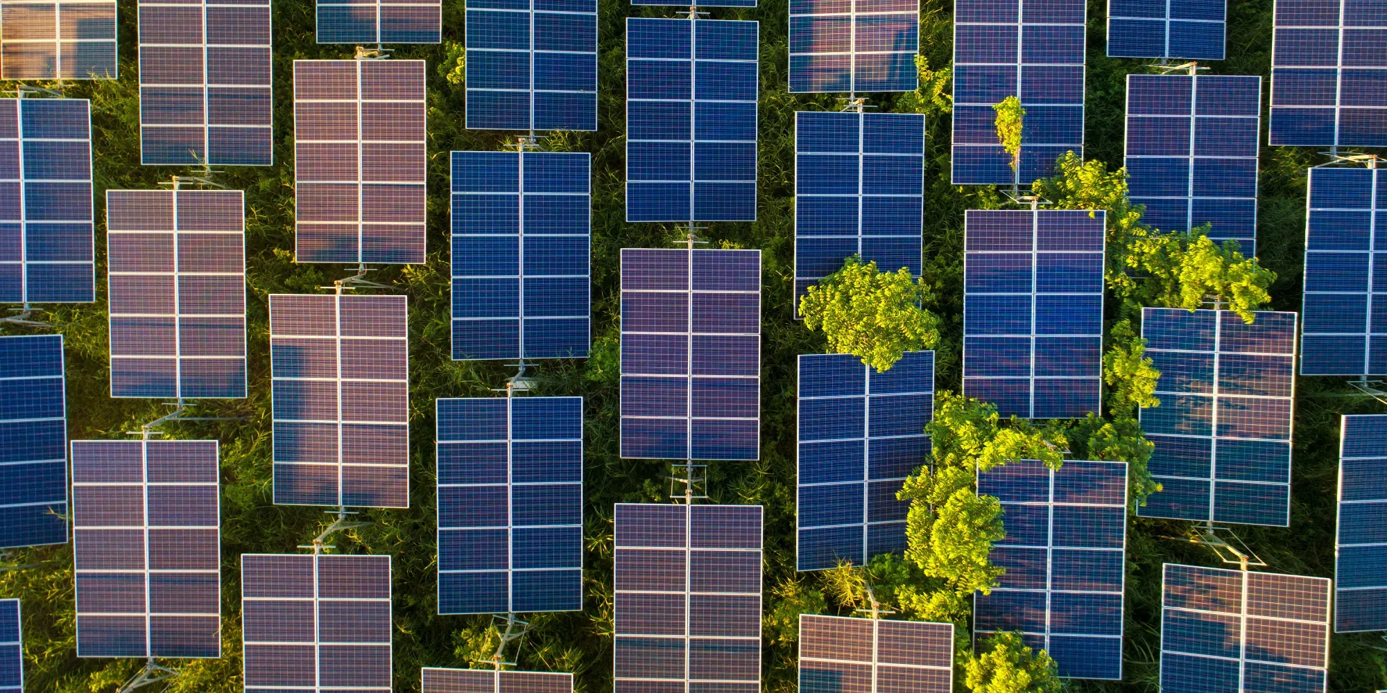 Vista aérea de matriz de paneles solares con vegetación verde entre filas.