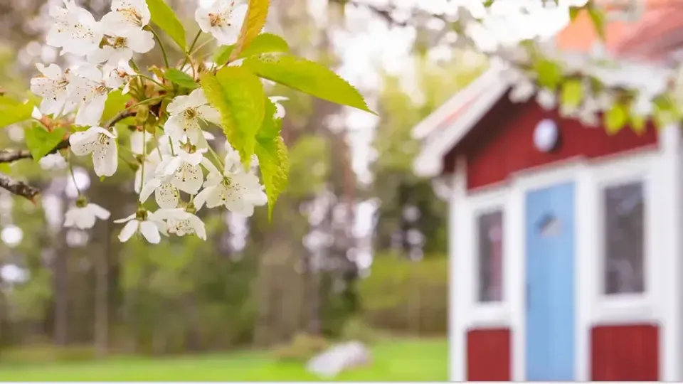Blommande äppelträd i fokus, med ett rött fritidshus i bakgrunden.