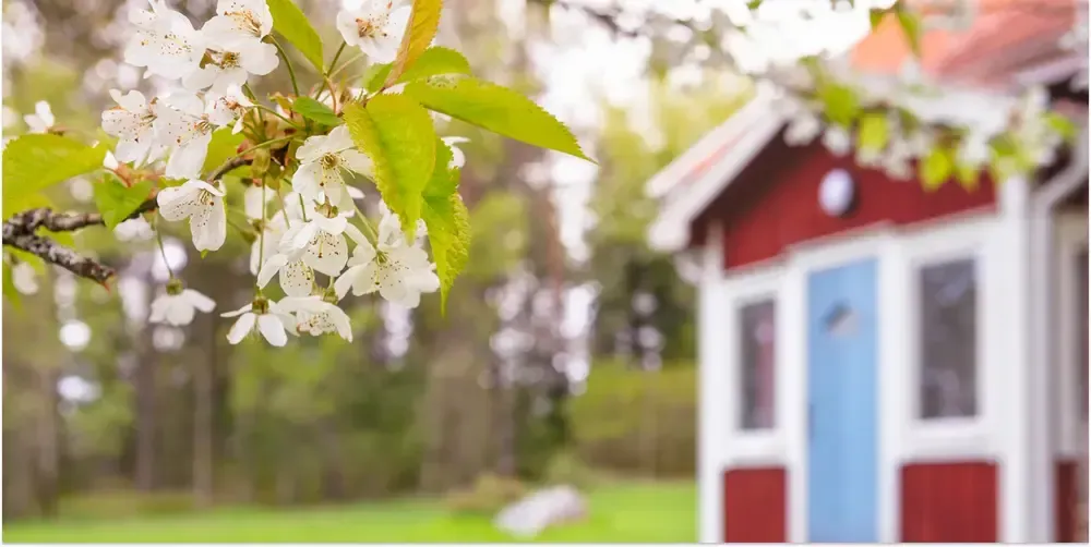 Blommande äppelträd i fokus, med ett rött fritidshus i bakgrunden.