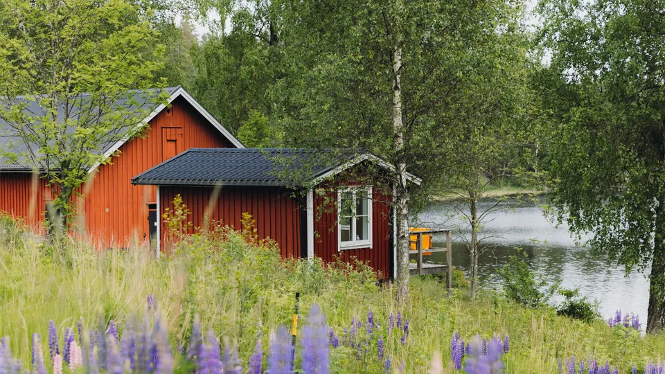 Röd sommarstuga vid en sjö med med lila lupiner i förgrunden.