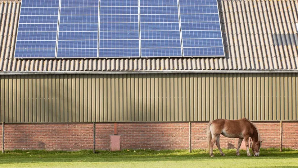 Horse grazing in front of a farm barn with solar panels on the roof