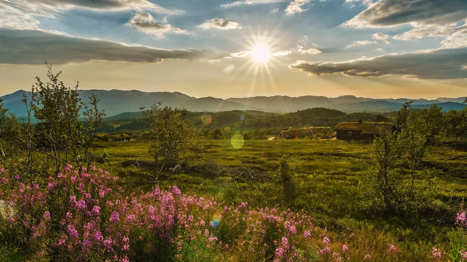 Rosa blomster blomstrer på eng med fjell og hytter under sollyst himmel.